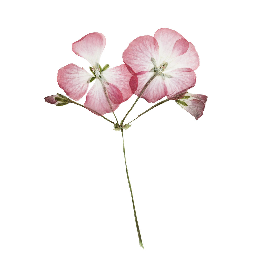 Rose Geranium has all the best qualities